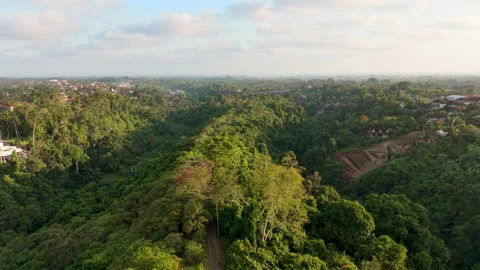 Aerial View of Campuhan Ridge Walking Path and Valley Jungle Tropical Forest Stock Footage 345734568