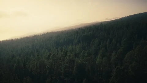 Aerial View of Canary Pine Forest at Sunset, Teide National Park, Tenerife Stock Footage 346289569