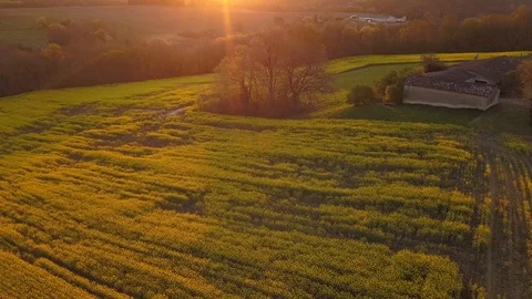 Aerial view Canola flower, rape crop, background at sunset, France Stock Footage 99635096