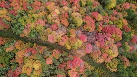 Aerial view of canopy of autumn trees at Snow basin, Utah Stock Footage 205422958