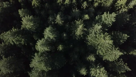 Aerial view of canopy of trees in a roadside forest, new zealand Video stock 220867813