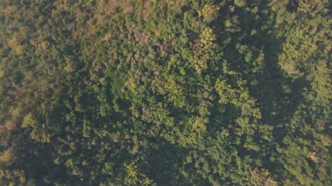 The aerial view captured by drone of the rainforest up on the hill in the mornin 스톡 동영상 231863709