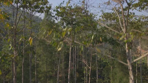 The aerial view captured by drone of the rainforest up on the hill in the mornin 스톡 동영상 231864139