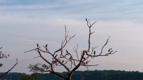 Aerial view captures Asian openbill stork perched calmly on tree branches Stock Footage 332225437
