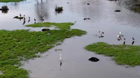 Aerial view captures Asian openbill and white egret birds Video stock 332228624