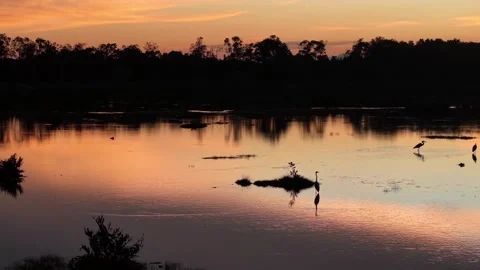 Aerial view captures birds flying smoothly toward calm water Stock-Footage 329347828