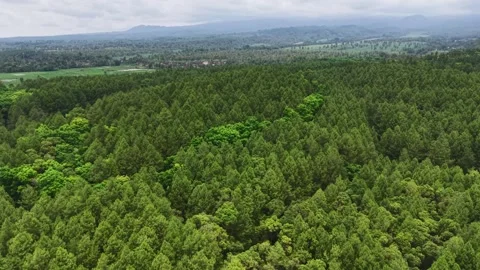 Aerial view captures dense green forest canopy Stock Footage 335186306