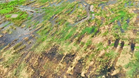 The aerial view captures the diverse soil conditions. Stock Footage 306736224