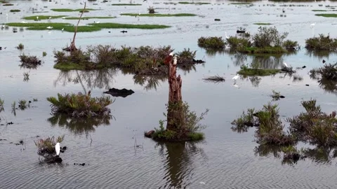 Aerial view captures eagle perched at center of dry tree Video stock 329362749