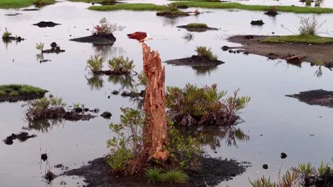 Aerial view captures eagle perched calmly on bare tree Stock Footage 332214826