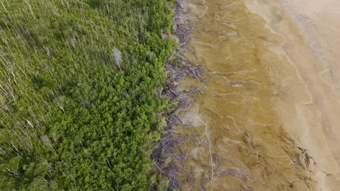 Aerial view captures forested edge meeting muddy shoreline Stock Footage 333034617