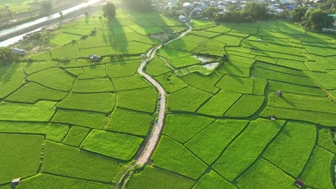 Aerial view captures a geometric patchwork of rice fields. Stock Footage 347721677