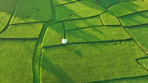 Aerial view captures a geometric patchwork of rice fields. Stock Footage 347721771
