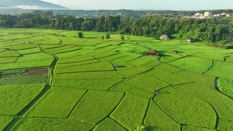 Aerial view captures a geometric patchwork of rice fields. Stock Footage 347721803