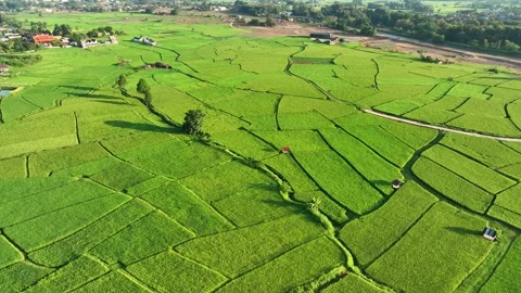 Aerial view captures a geometric patchwork of rice fields. Stock Footage 347721817