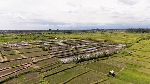 An aerial view captures the intricate patchwork of rice fields in Bali, a t.. 스톡 사진