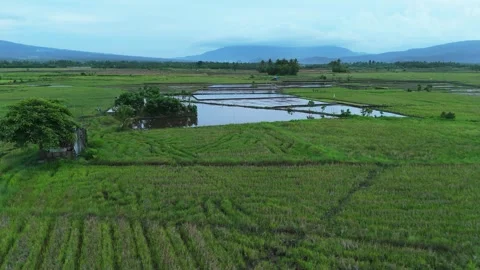 Aerial view captures lush rice fields and small water bodies. Stock Footage 336023832