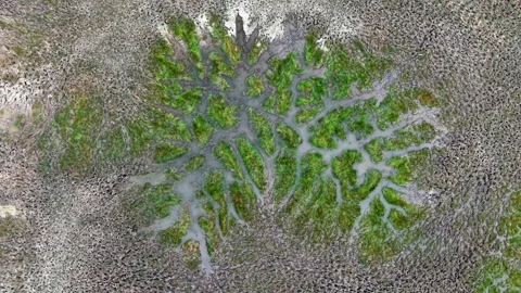 Aerial view captures marsh field stretching Stock Footage 332198818