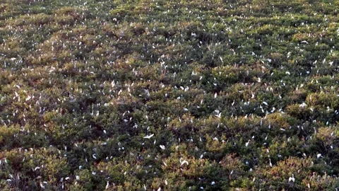 Aerial view captures sunset hour over white egret habitat Видео 329349497