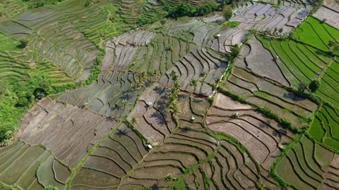 Aerial view captures terraced rice fields in lush greenery Stock Footage 345501012