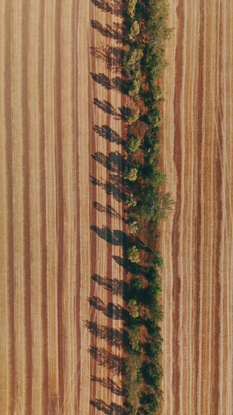 The aerial view captures trees and fields casting shadows in the picturesque Stock Footage 280296336