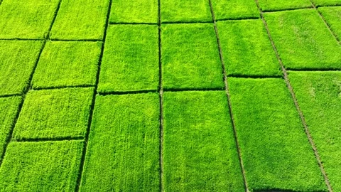 Aerial view captures uniquely shaped geometric rice paddies. Stock Footage 346970746