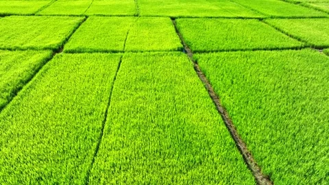 Aerial view captures uniquely shaped geometric rice paddies. Stock Footage 346970784