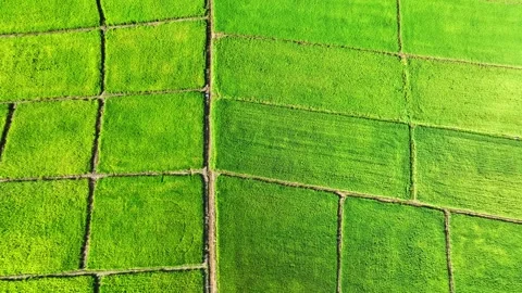 Aerial view captures uniquely shaped geometric rice paddies. Stock-Footage 346970801