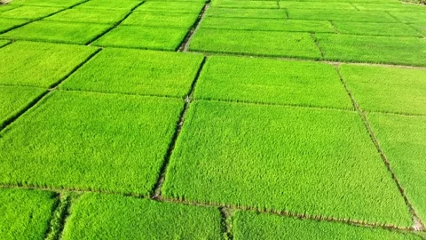 Aerial view captures uniquely shaped geometric rice paddies. Stock-Footage 346970807