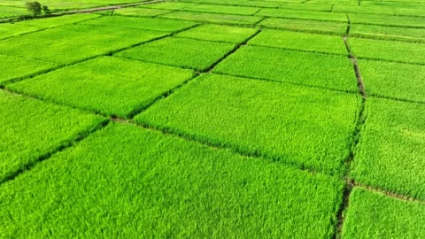 Aerial view captures uniquely shaped geometric rice paddies. Video stock 346970829