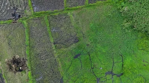 Aerial view captures vibrant green rice paddies.Ideal for agricultural projects Stock Footage 336023834