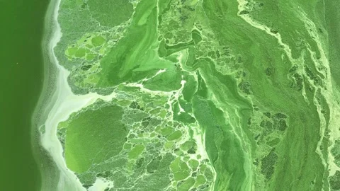 Aerial view captures vivid green industrial wastewater. 動画素材 344971864
