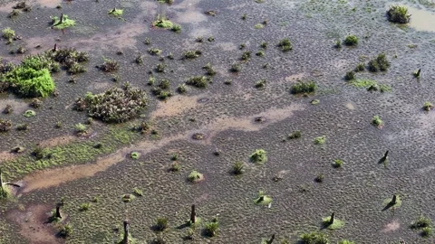 Aerial view captures wetland with reflections of mangrove trees Видео 332228547