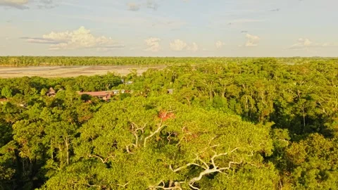 Aerial view capturing sprawling Amazon rainforest in Ecuador, verdant canopy in Stock Footage 308403963