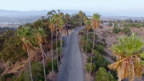 Aerial View Car Drives Down a Road Lined with Palm Trees Video stock 116523834