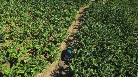 Aerial view of a car driving in reverse trough banana plantation, Martinique Stock Footage 82655658