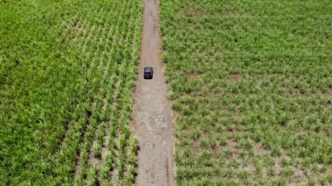 Aerial view on the car driving through sugar plantations in Mauritius Stock Footage 169977003