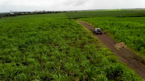 Aerial view on the car driving through sugar plantations in Mauritius Stock Footage 169977079