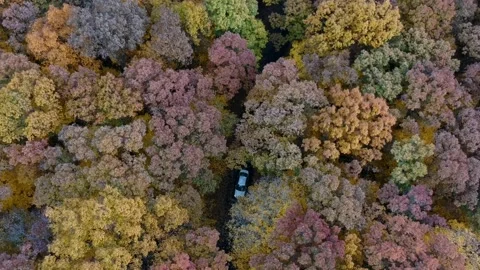 Aerial View of Car Driving Through Peak Fall Color Forest Stock Footage 282803157