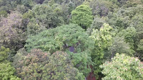 Aerial view of car driving through dense forest road in Karnataka India Video stock 333161014
