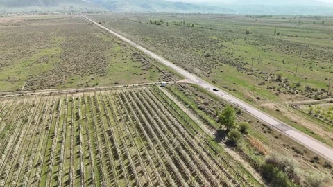 An aerial view of a car driving through apple fields in the steppe of Kazakhstan Stock Footage 334887057