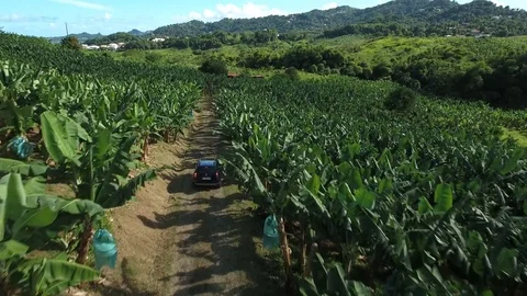 Aerial view of a car driving trough banana plantation, Martinique Stock Footage 82655820