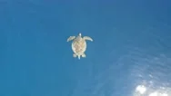 Aerial View Of A Caretta Caretta Stock Footage