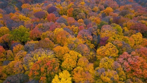 Aerial view of carpet of colorful trees in autumn time, Maybury state park,.. Stock Footage 282912482