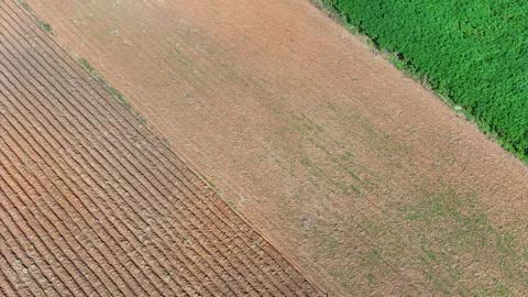 Aerial view of a cassava fields. Stock Photos