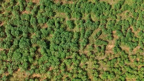 Aerial view of a cassava fields. Stock Photos