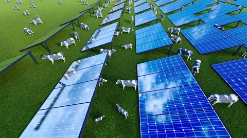 Aerial view of a cattle farm generating photovoltaic power. Stock Footage 339642680