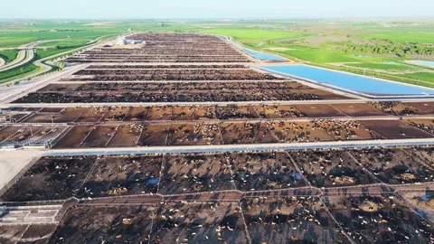Aerial view of a cattle farm, State of Kansas, Missouri, United States. Video stock 249798301