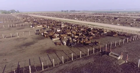 Aerial view of a cattle feedlot Stock Footage 78194145