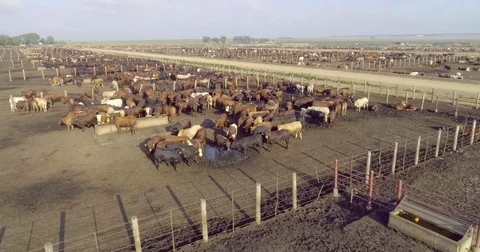 Aerial view of a cattle feedlot Stock Footage